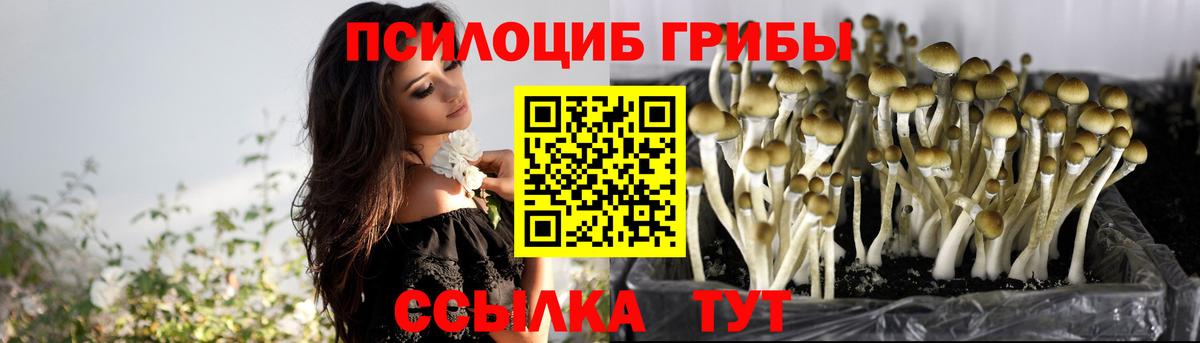 Псилоцибиновые грибы прущие грибы Дербент
